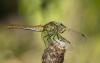 Sympetrum sanguineum